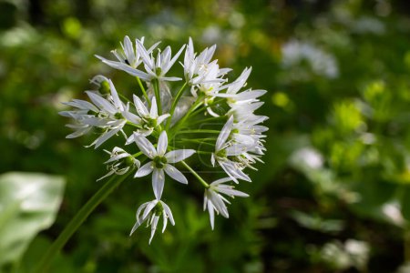 Schöne blühende weiße Blüten des Ramson - Bärlauch Allium ursinum Pflanze im hausgemachten Garten. Nahaufnahme. Biolandbau, gesunde Ernährung, BIO-Ökosysteme, zurück zum Naturkonzept.