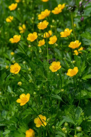 primer plano de Ranunculus repens, el buttercup rastrero, es una planta con flores en la familia Ranunculaceae buttercup, en el jardín.