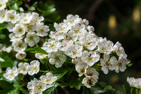 Close-up of a branch of midland hawthorn or crataegus laevigata with a blurred background photographed in the garden of herbs and medicinal plants.