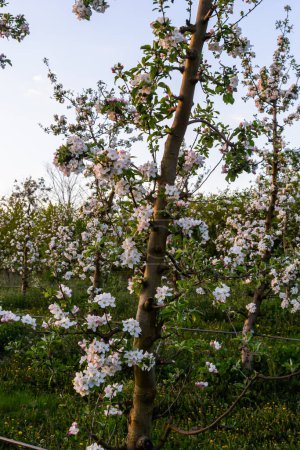 Apfelbäume im Frühling im Obstgarten, junge Apfelbäume auf einer Plantage im Grünen.
