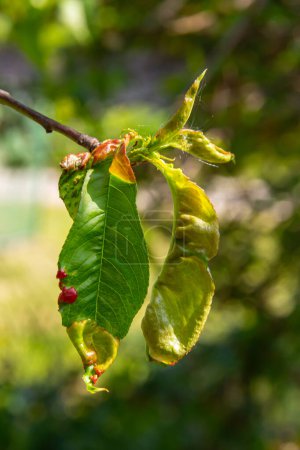 Kranke Blätter am Pfirsichbaum. Taphrina deformans.