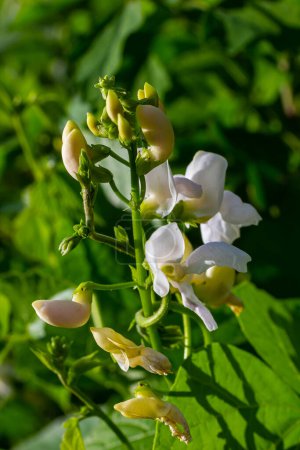 Schöne Blüten der Runner Bean Pflanze Phaseolus coccineus, die im Garten wächst.
