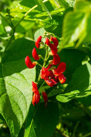 Beautiful flowers of Runner Bean Plant Phaseolus coccineus growing in the garden.