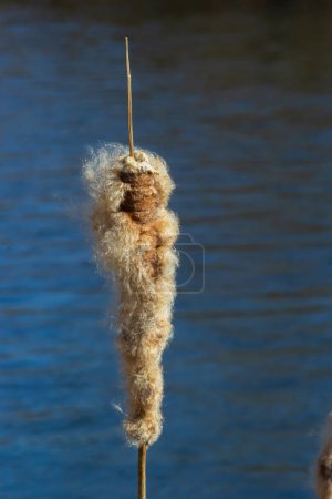 Photo for Cattails bulrush Typha latifolia beside river. Closeup of blooming cattails during early spring snowy background. Flowers and seed heads of fluffy cattail. - Royalty Free Image