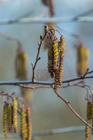 Petite branche d'aulne noir Alnus glutinosa avec chatons mâles et fleurs rouges femelles. Floraison aulne au printemps beau fond naturel avec des boucles d'oreilles claires et fond flou.