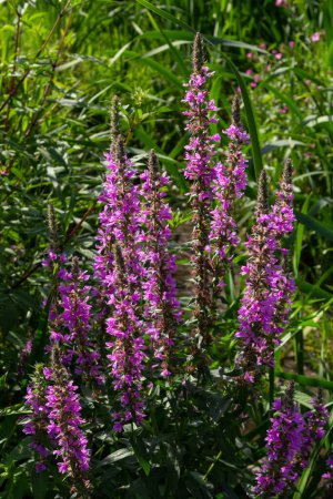 Lythrum salicaria is a perennial herbaceous plant of the Lythrum family.