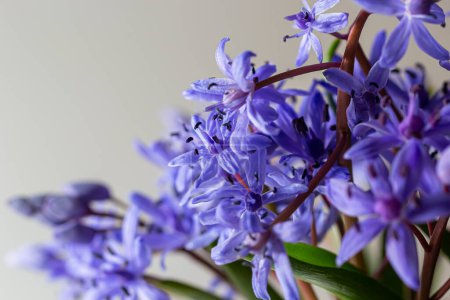 Belles fleurs bleues gouttes de neige Scilla bifolia squill alpin, squill à deux feuilles sur un fond blanc avec espace pour le texte. Décoration de printemps.