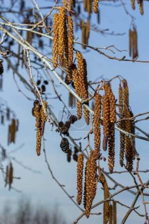 Kleiner Zweig der Schwarzerle Alnus glutinosa mit männlichen Kätzchen und weiblichen roten Blüten. Blühende Erle im Frühling schöner natürlicher Hintergrund mit klaren Ohrringen und verschwommenem Hintergrund.