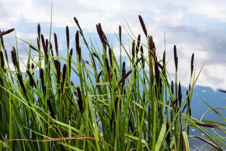 Carex acuta - wächst am Rande von Flüssen und Seen in den terrestrischen Ökosystemen der Paläarktis in feuchten, alkalischen oder leicht sauren Böden mit mineralischen Böden.