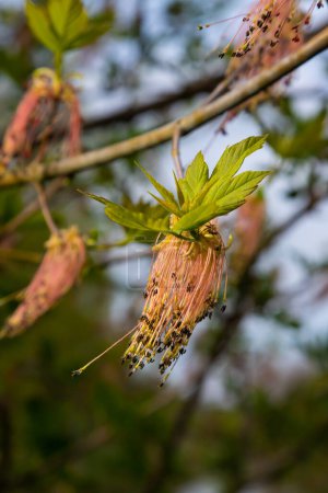 L'érable à feuilles de frêne Acer negundo fleurit au début du printemps, le jour ensoleillé et l'environnement naturel, fond flou.
