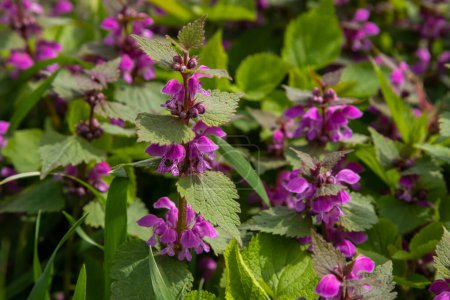 Deaf nettle blooming in a forest, Lamium purpureum. Spring purple flowers with leaves close up.
