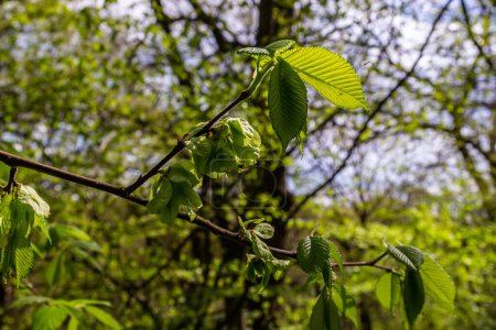 Foto de Hoja de carpe al sol. Rama de árbol de carpe con hojas verdes frescas. Hermoso fondo verde natural. Hojas de primavera. - Imagen libre de derechos