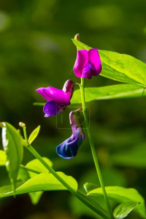 Lathyrus vernus in bloom, early spring vechling flower with blosoom and green leaves growing in forest, macro.