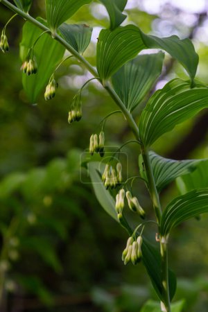 Polygonatum multiflorum, the Solomon's seal, David's harp, ladder-to-heaven or Eurasian Solomon's seal, is a species of flowering plant in the family Asparagaceae.