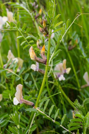 Vicia lutea - smooth yellow vetch. Spring wildflowers on a sunny day in the meadow.