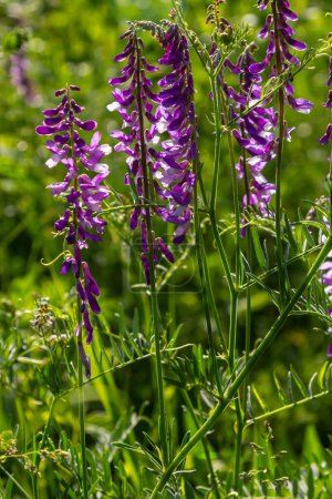 Wicken, Vicia cracca wertvolle Honigpflanze, Futter und Heilpflanze. Fragile lila Blüten Hintergrund. Woll- oder Futterwicken blühen im Frühjahrsgarten.