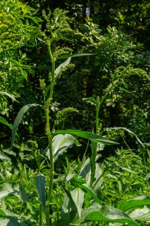 Téléchargez les photos : Part of a sorrel bush Rumex confertus growing in the wild with dry seeds on the stem. - en image libre de droit