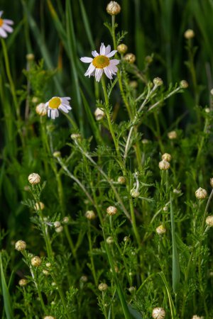 Tripleurospermum maritimum Matricaria maritima is a species of flowering plant in the aster family commonly known as false mayweed or sea mayweed.