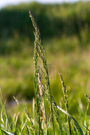 Pradera pradera pradera con la parte superior de panículas de estela. Poa pratensis pradera verde hierba europea.