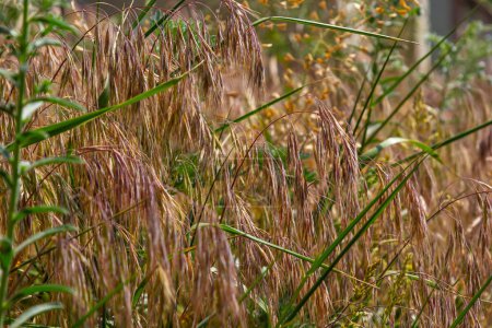 The plant Bromus sterilis, anysantha sterilis, or barren brome belongs to the Poaceae family at the time of flowering. wild cereal plant Bromus sterilis, anysantha sterilis..