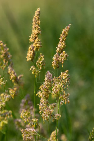Plante Dactylis contre l'herbe verte.Dans la prairie fleurit l'herbe fourragère précieuse Dactylis glomerata.Dactylis glomerata, également connu sous le nom de pied de coq, herbe de verger, ou herbe de chat.