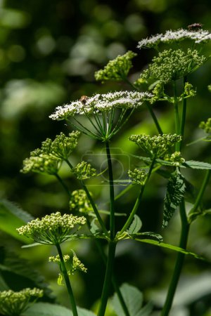 Conium maculatum, colloquially known as hemlock, poison hemlock or wild hemlock, is a highly poisonous biennial herbaceous flowering plant in the carrot family Apiaceae.