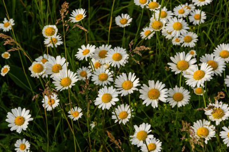 Wild daisy flowers growing on meadow, white chamomiles. Oxeye daisy, Leucanthemum vulgare, Daisies, Dox-eye, Common daisy, Dog daisy, Gardening concept.