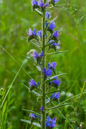 Viper's bugloss or blueweed Echium vulgare flowering in meadow on the natural green blue background. Macro. Selective focus. Front view.