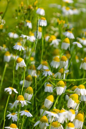 Medicinal chamomile Matricaria recutita blooms in the meadow among the of wild grasses.
