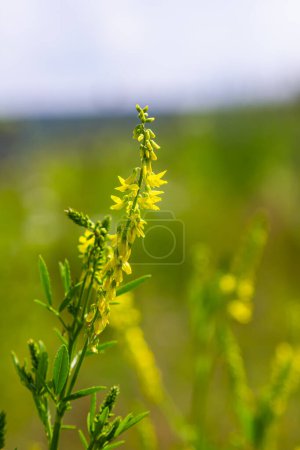Flores de Melilotus officinalis está sobre fondo de verano brillante. El fondo borroso amarillo - verde. Profundidad superficial del campo
.