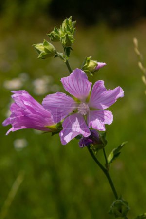 Gros plan de la fleur de Malva alcea musc plus grand, coupé feuillus, la verveine ou la mauve hollyhock, sur fond d'herbe vert flou doux.