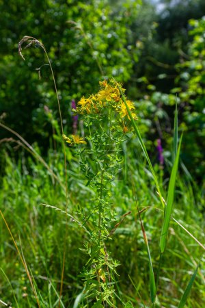 primer plano de las flores amarillas de Hypericum perforatum, una medicina herbal.