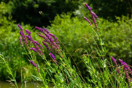 Fleurs de sauge des bois, Salvia nemorosa, gros plan. Fond de Salvia nemorosa, une salvia aux belles fleurs violettes. Fleurs violettes de sauge de chêne.