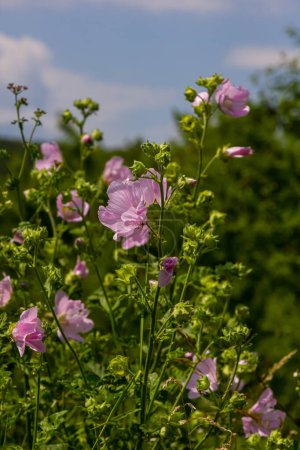 Gros plan de la fleur de Malva alcea musc plus grand, coupé feuillus, la verveine ou la mauve hollyhock, sur fond d'herbe vert flou doux.