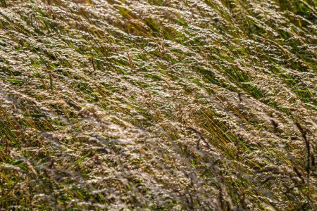 Téléchargez les photos : Prairie herbe prairie avec les sommets de panicules stèle. Poa pratensis prairie verte herbe européenne. - en image libre de droit
