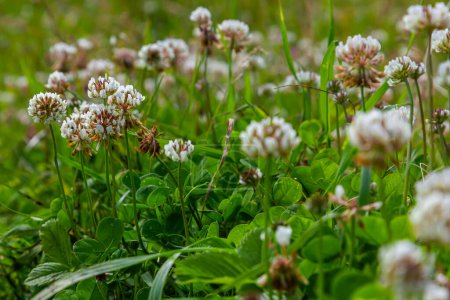 Clover or Trefoil flower, close up. Trifolium Repens or White Clover blossom with three leaflet leaf. Dutch clover is herbaceous, creeping, flowering, trifoliate plant in the bean family, Fabaceae.