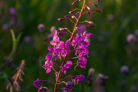 Wonderful flowering fireweed Chamaenerion angustifolium highlighted by the evening sun. A bunch of marvelous blossoming rosebay willowherbs.