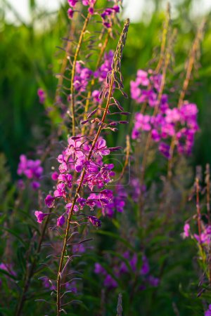 Magnifique épilobe à fleurs Chamaenerion angustifolium mis en valeur par le soleil du soir. Un bouquet de fleurs merveilleuses rosebay willowherbs.