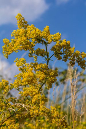 Galium verum, paille de lit de dame ou paille jaune plante brouilleuse basse, feuilles larges, vert foncé brillant, poilu en dessous, fleurs jaunes et produites en grappes denses
.