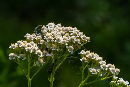 La milenrama común Achillea millefolium flores blancas de cerca, hojas verdes de fondo floral. Hierbas naturales orgánicas medicinales, concepto de plantas. Milenrama silvestre, flor silvestre.