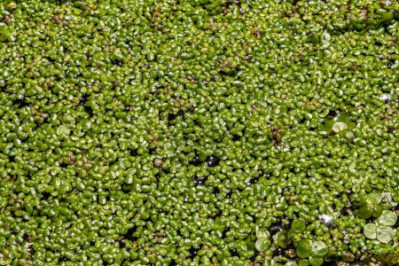 Duckweed - Cultivo de la hierba del pato. Lemna trisulca .