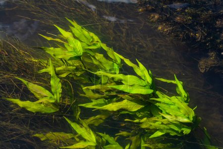 Wasserpflanzen. Hintergrund sind Süßwasseralgen. Der Schatten des Fotografen. Ökologisches Konzept. Verschwommen unter Wasser.