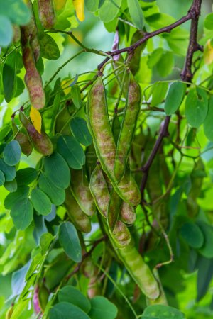 Robinia pseudoacacia, commonly known as black locust with seeds.