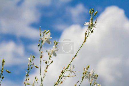 Zerbrechliche weiße und gelbe Blüten von Anthericum ramosum, sternförmig, wachsen auf einer Wiese in freier Wildbahn, verschwommener grüner Hintergrund, warme Farben, heller und sonniger Sommertag.
