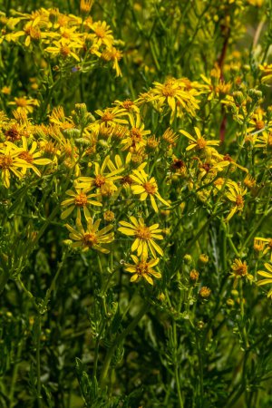 Flores amarillas de Senecio vernalis de cerca sobre un fondo verde borroso. Enfoque selectivo.