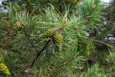 Closeup on pine branch with male and female cone.