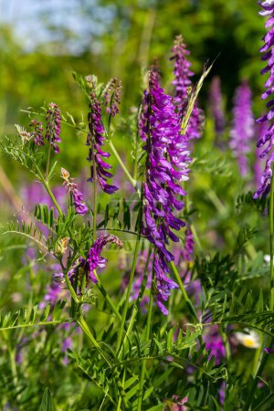 Vetch, vicia cracca valuable honey plant, fodder, and medicinal plant. Fragile purple flowers background. Woolly or Fodder Vetch blossom in spring garden.