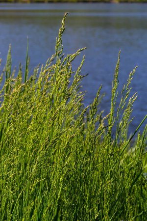 Téléchargez les photos : Prairie herbe prairie avec les sommets de panicules stèle. Poa pratensis prairie verte herbe européenne. - en image libre de droit