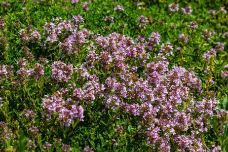 Thymus serpyllum parfumé en fleurs, thym sauvage de Breckland, thym rampant ou thym d'elfe gros plan, macro photo. Belle nourriture et plante médicinale dans le champ dans la journée ensoleillée.