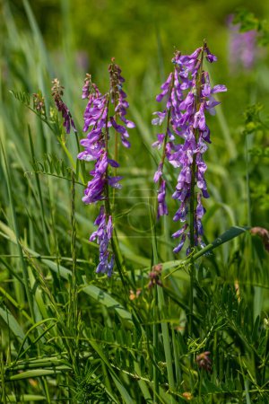 Vetch, vicia cracca valiosa planta de miel, forraje y planta medicinal. Fondo de flores violetas frágiles. Woolly o Fodder Vetch flor en el jardín de primavera.